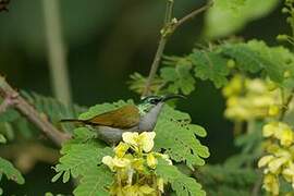 Green-headed Sunbird