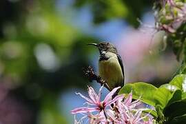 Variable Sunbird