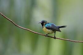 Variable Sunbird