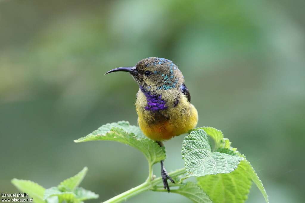 Variable Sunbirdimmature, close-up portrait