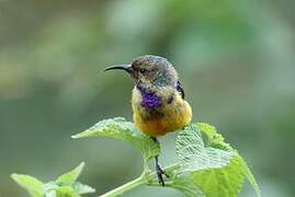 Variable Sunbird