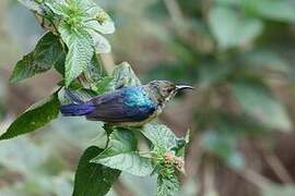 Variable Sunbird