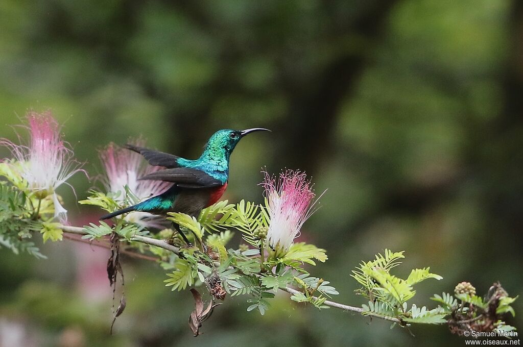 Olive-bellied Sunbird male adult