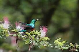 Olive-bellied Sunbird