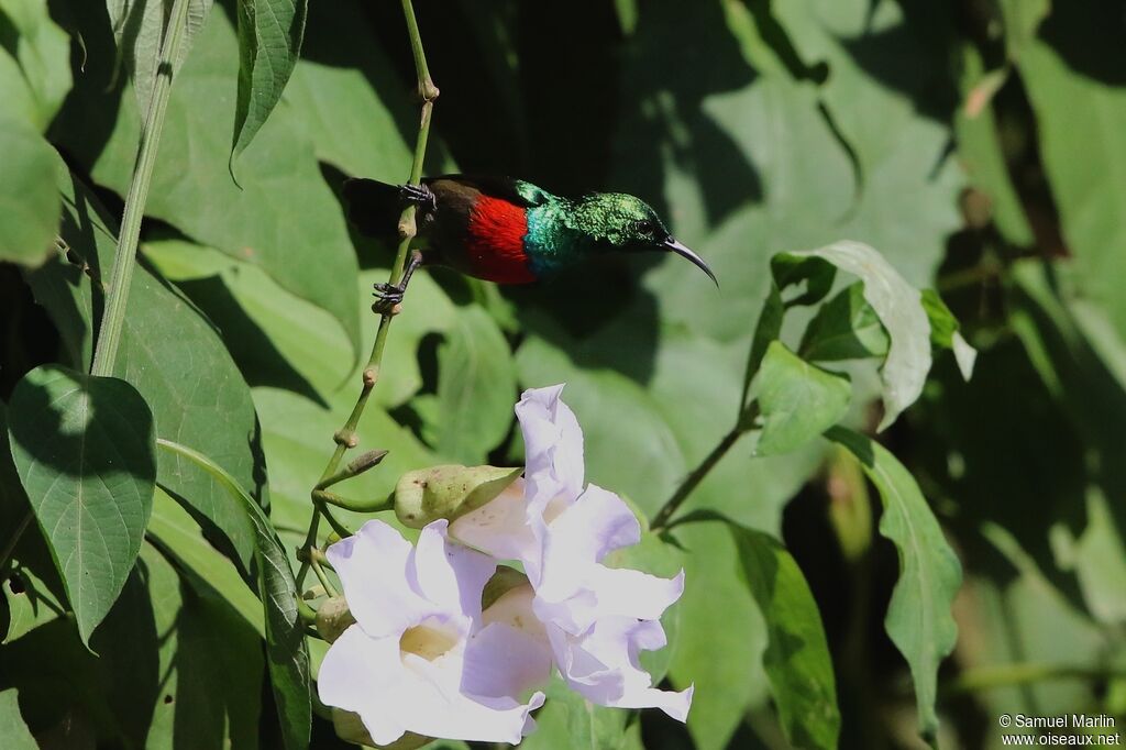 Olive-bellied Sunbird male adult