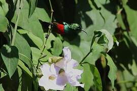 Olive-bellied Sunbird