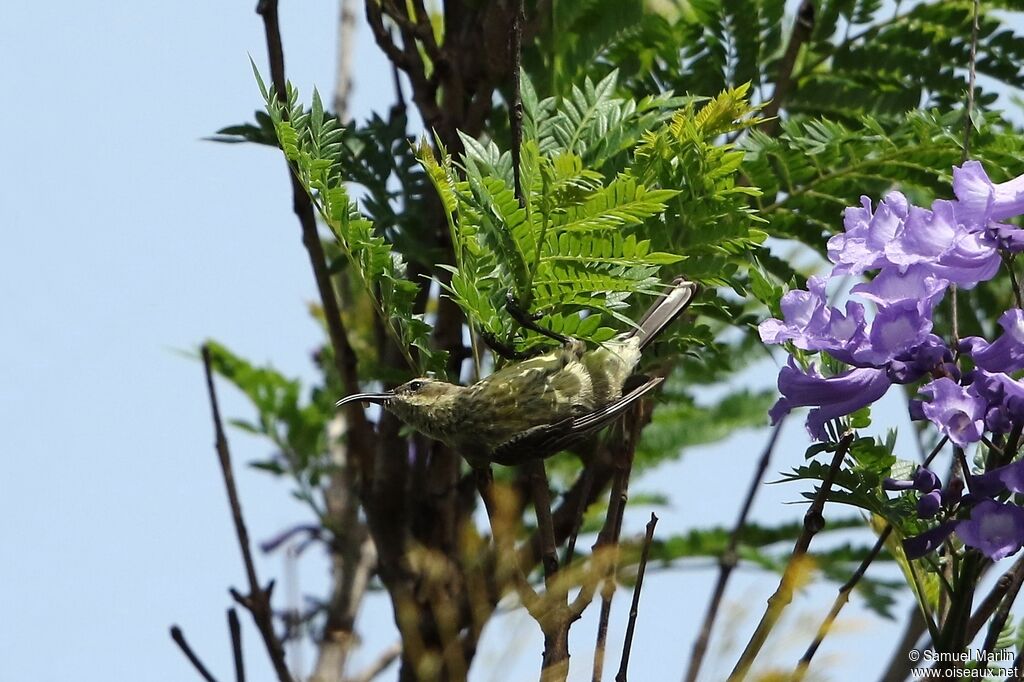 Amethyst Sunbird female adult