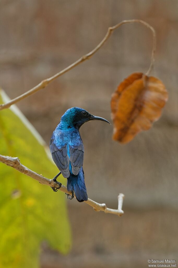 Purple Sunbird male adult