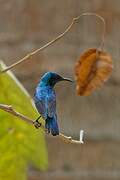 Purple Sunbird