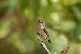 Purple Sunbird