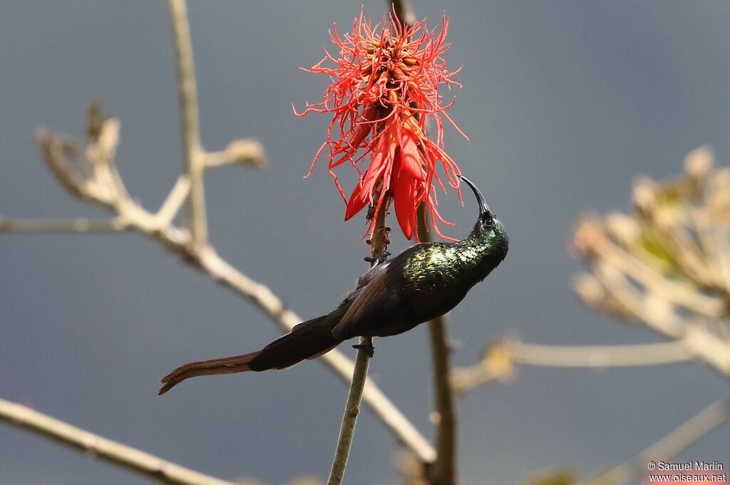 Bronzy Sunbird