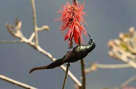 Bronzy Sunbird