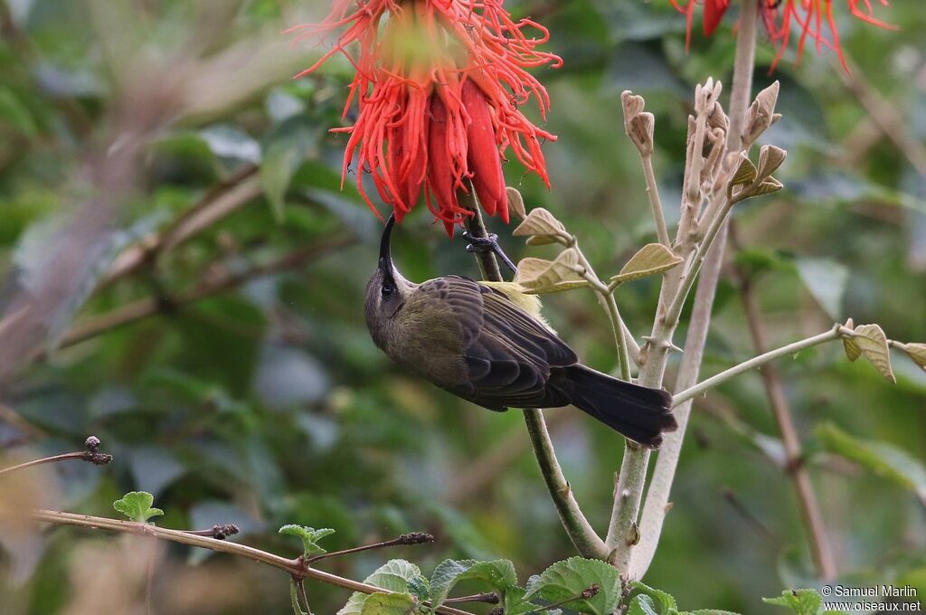 Bronze Sunbird female adult