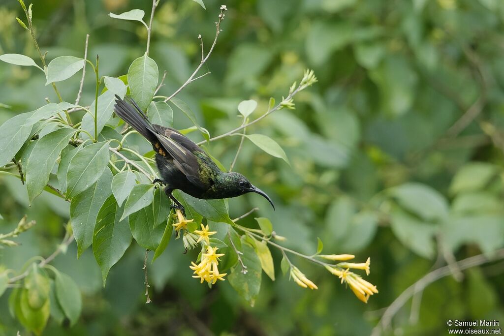 Bronzy Sunbird male adult