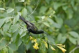 Bronzy Sunbird