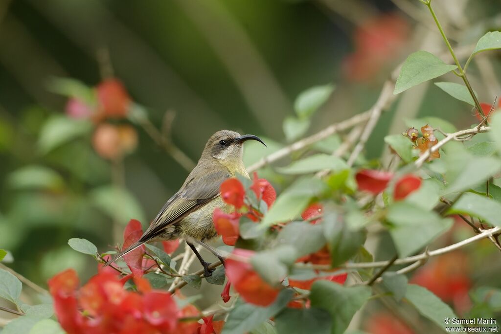 Bronzy Sunbird female adult