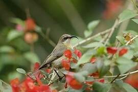 Bronzy Sunbird