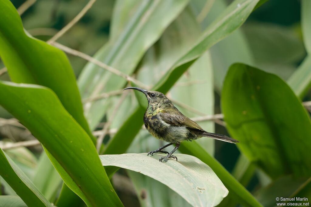 Bronzy Sunbird male immature