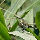 Souimanga bronzé