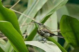 Bronzy Sunbird