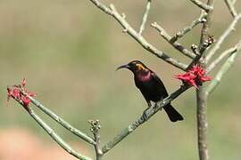 Copper Sunbird