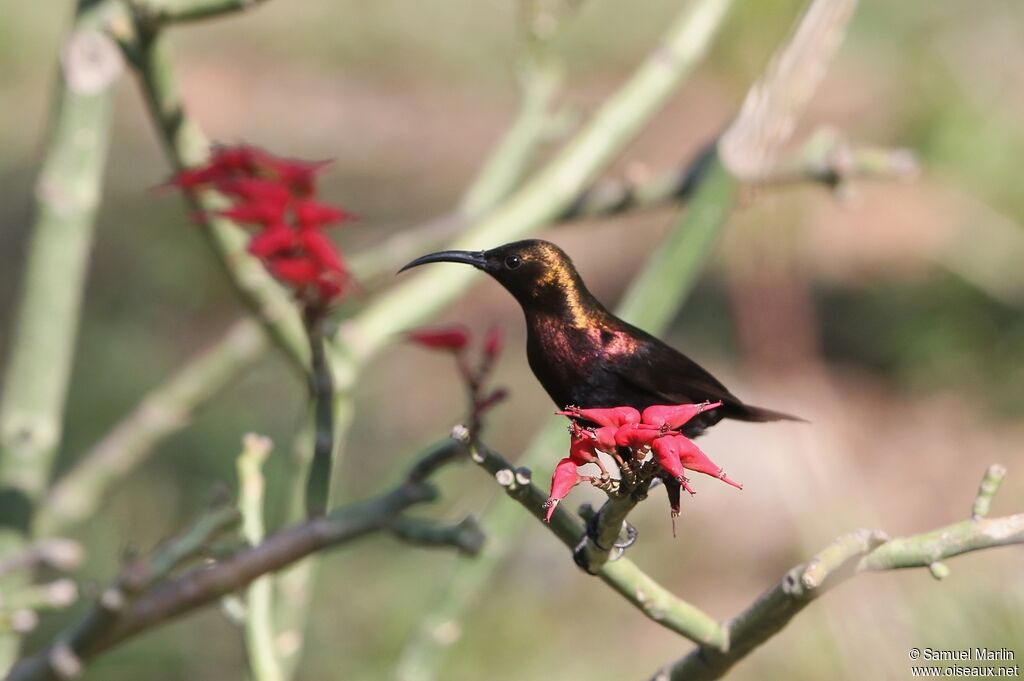 Copper Sunbird male adult