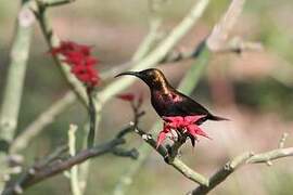 Copper Sunbird