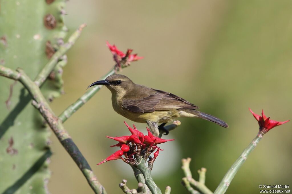 Copper Sunbird female adult