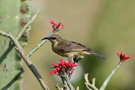 Copper Sunbird