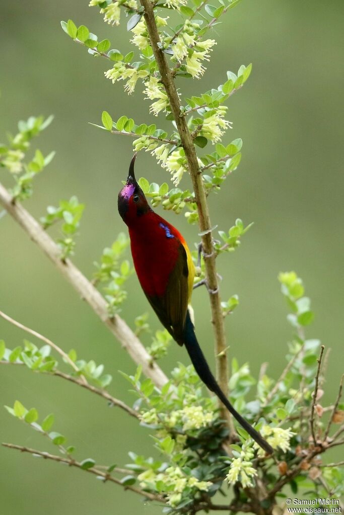 Mrs. Gould's Sunbird male adult