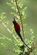 Souimanga de Gould