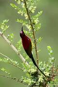 Mrs. Gould's Sunbird