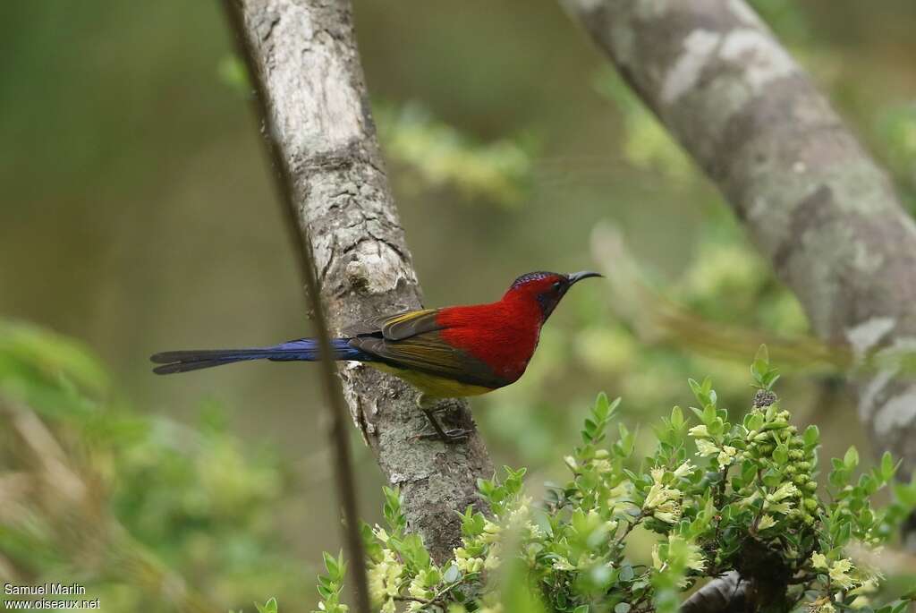 Mrs. Gould's Sunbird male adult, habitat, pigmentation