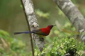 Mrs. Gould's Sunbird