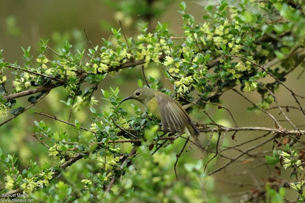 Souimanga de Gould femelle adulte, habitat, Vol