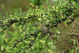 Mrs. Gould's Sunbird