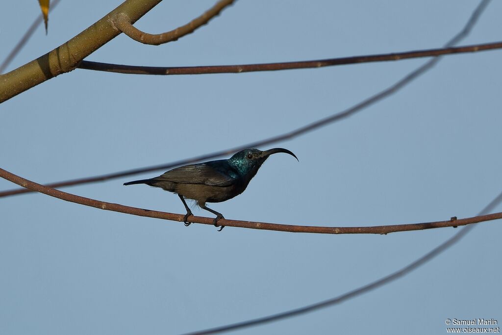 Loten's Sunbird