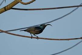 Loten's Sunbird