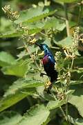 Marico Sunbird