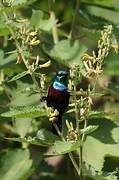 Marico Sunbird