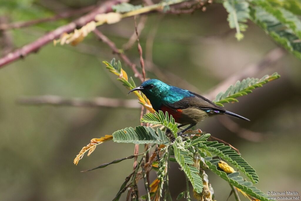 Northern Double-collared Sunbird male adult