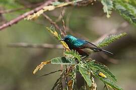 Northern Double-collared Sunbird