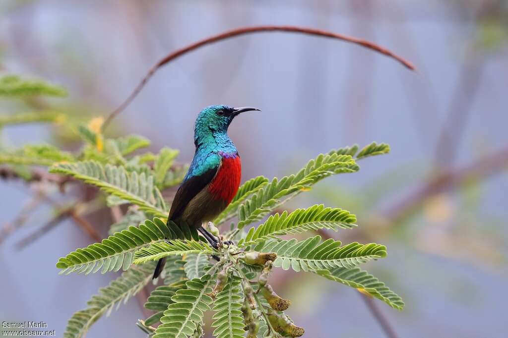 Northern Double-collared Sunbird male adult breeding, identification