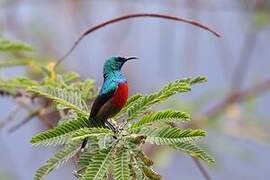 Northern Double-collared Sunbird