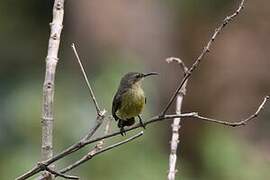 Northern Double-collared Sunbird