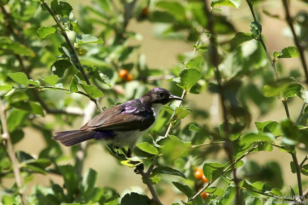 Eastern Violet-backed Sunbird male adult