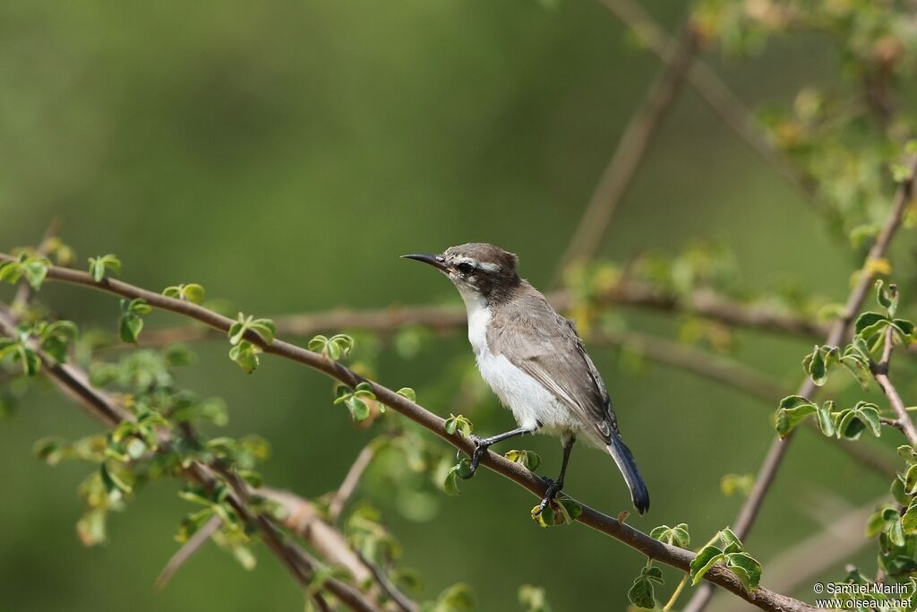 Eastern Violet-backed Sunbird female adult