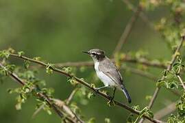 Eastern Violet-backed Sunbird