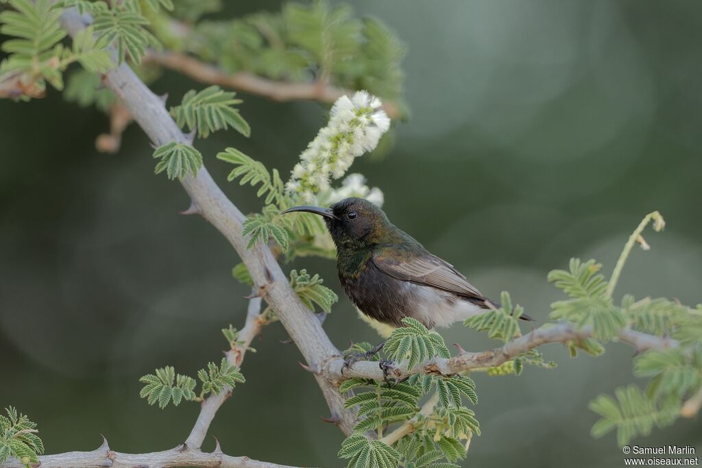 Dusky Sunbird male adult