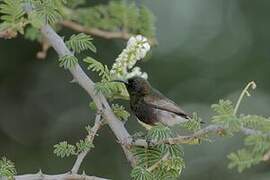 Dusky Sunbird